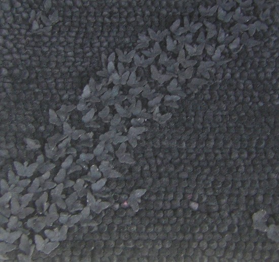 Surya Butterfly BFY-6805 Area Rug Surya Butterfly BFY-6805 Area Rug