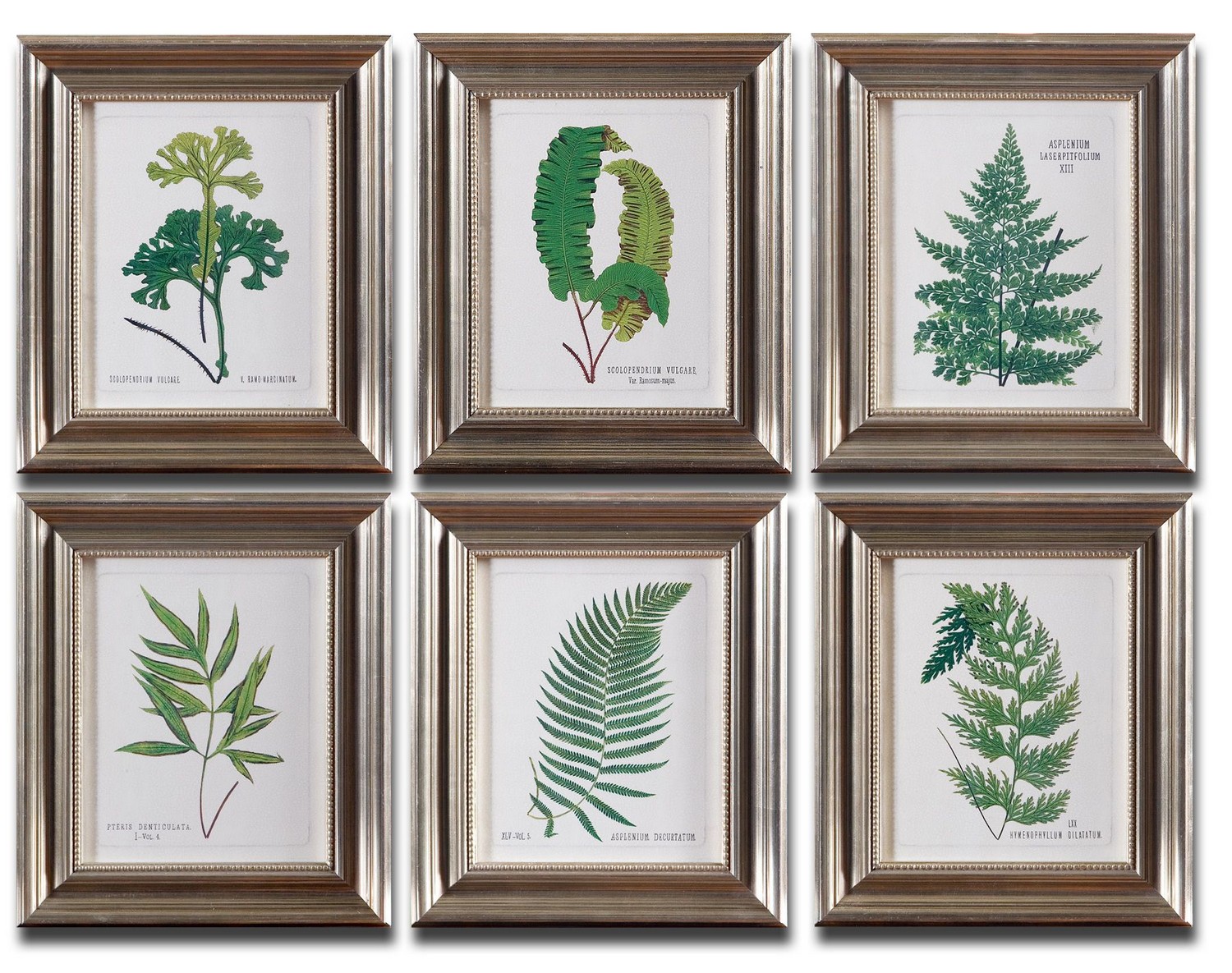Uttermost Ferns Framed Art - Set of 6