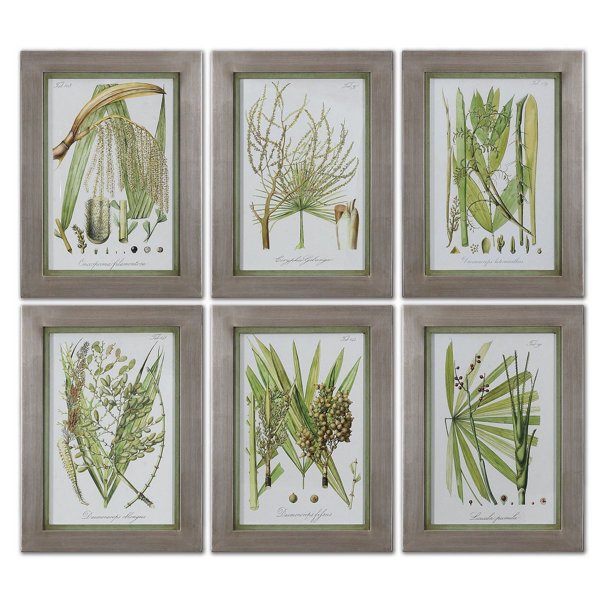 Uttermost Palm Seeds Framed Prints - Set of 6