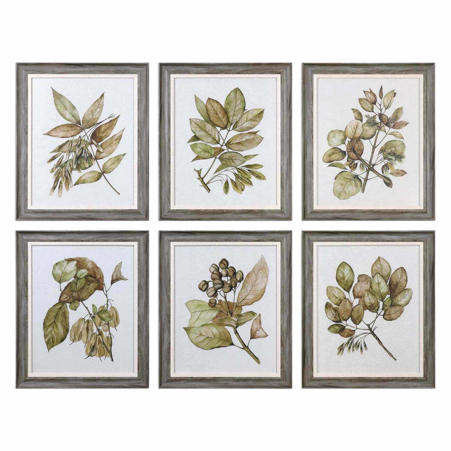 Uttermost Seedlings Framed Prints - Set of 6
