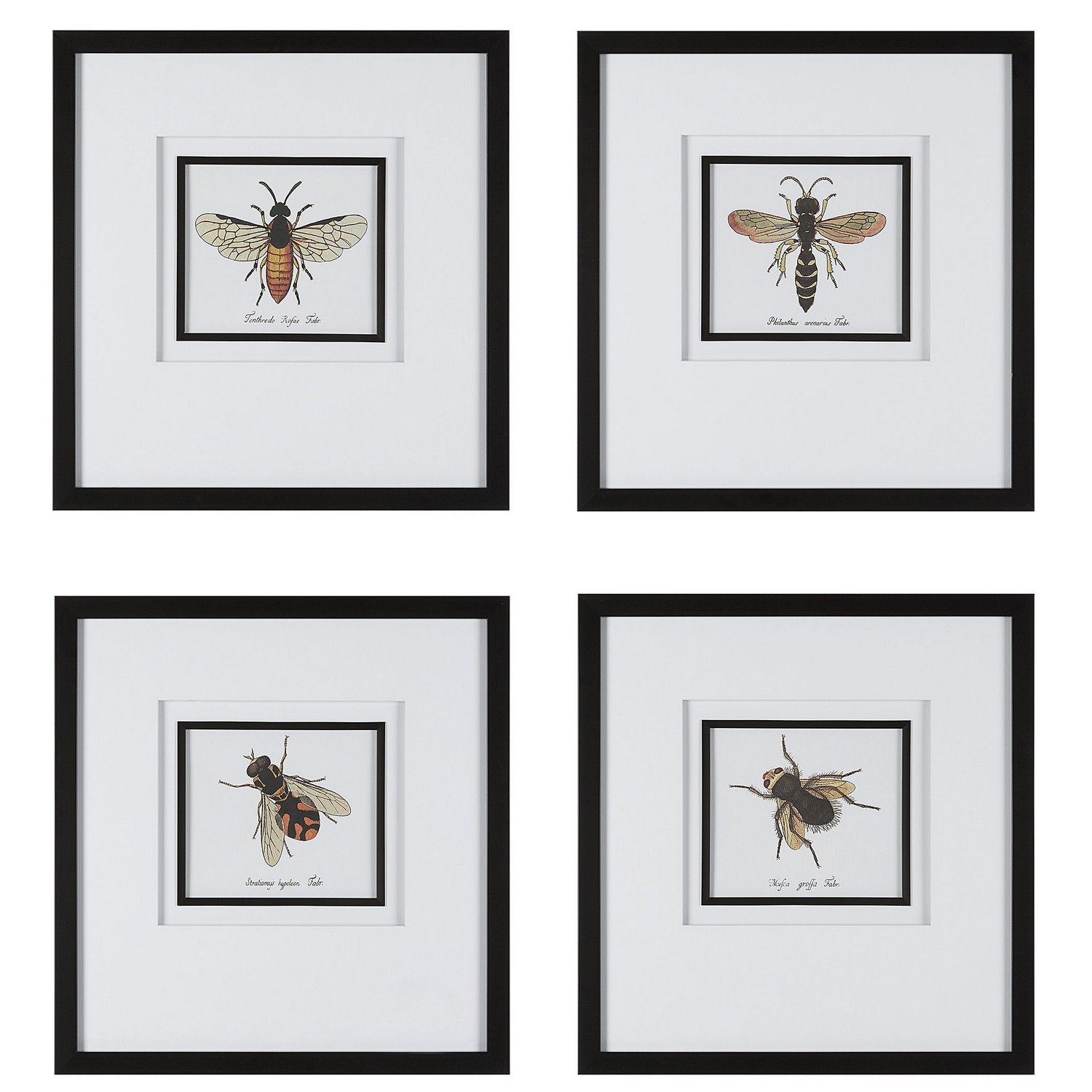 Uttermost Anthophila Framed Prints - Set of 4