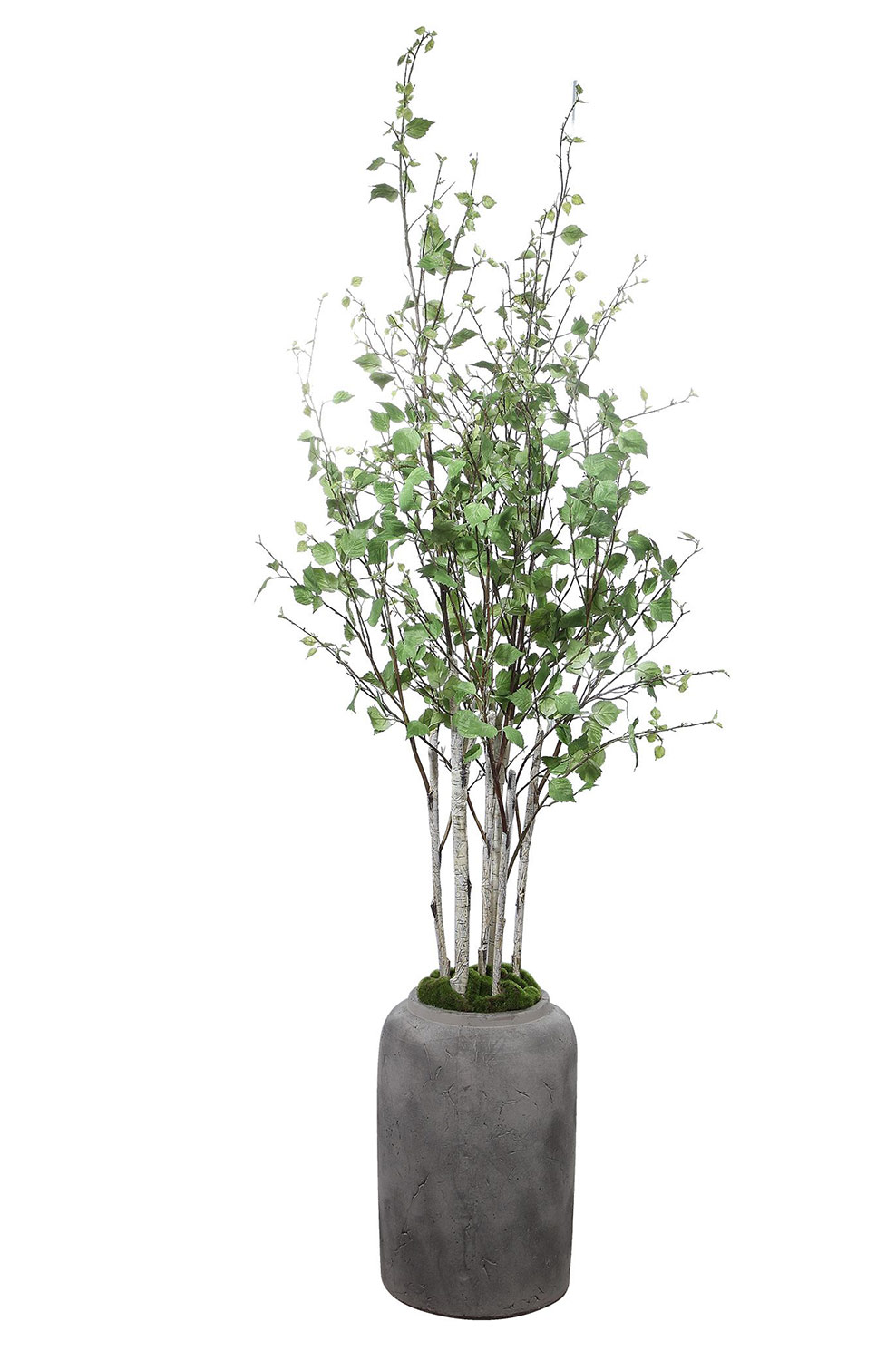 Uttermost Aldis Potted River Birch