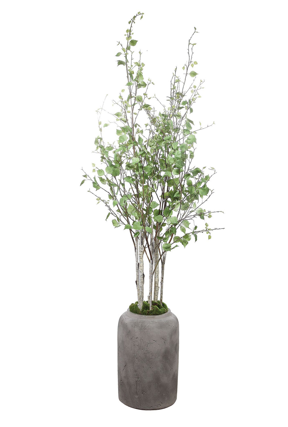 Uttermost Aldis Potted River Birch