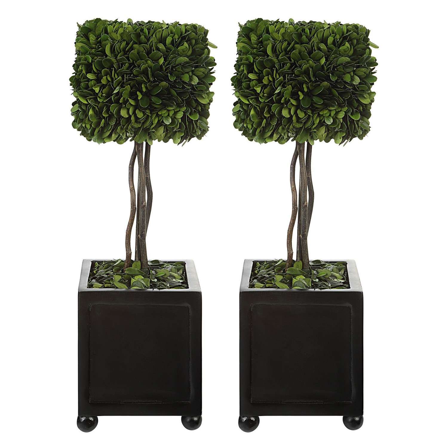 Uttermost Preserved Boxwood Square Topiaries - Set of 2