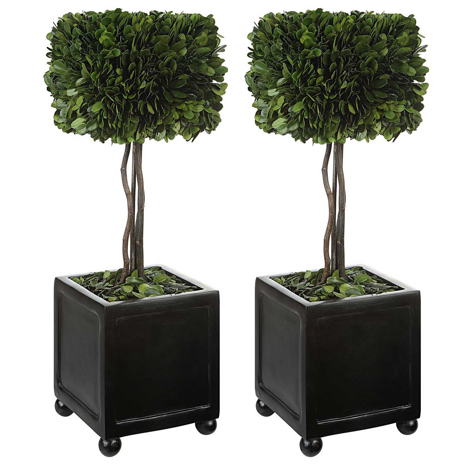 Uttermost Preserved Boxwood Square Topiaries - Set of 2