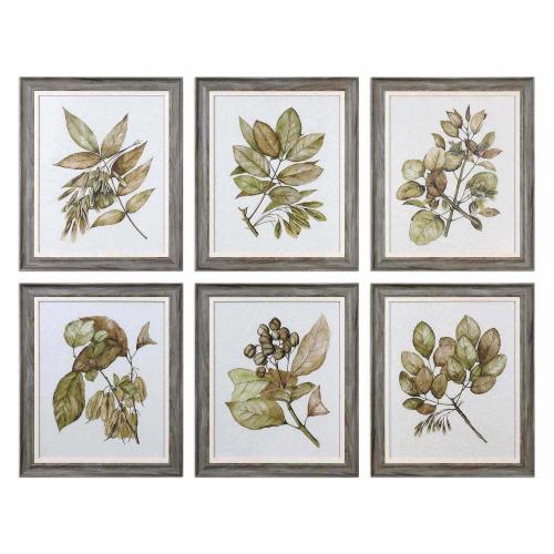 Seedlings Framed Prints - Set of 6