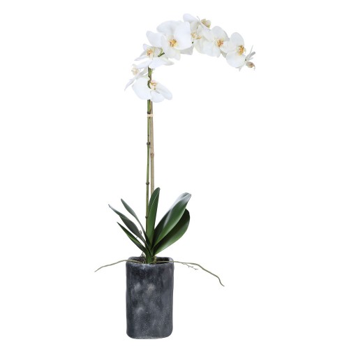 Eponine Orchid - White
